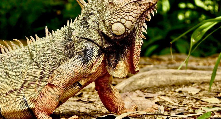 Leguaan Colombia Leguaan Colombia